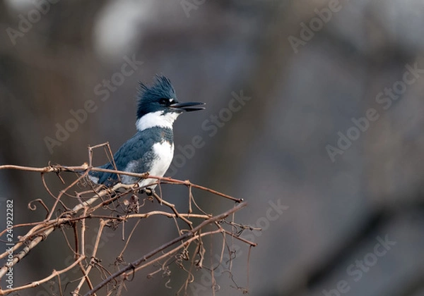 Obraz Belted Kingfisher portrait