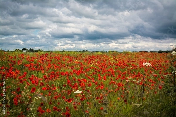 Obraz Poppy Field