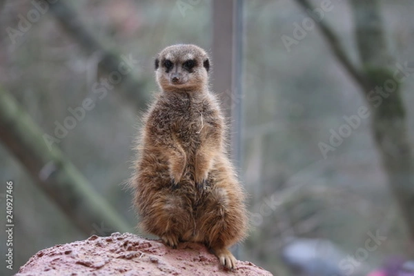 Fototapeta Erdmännchen