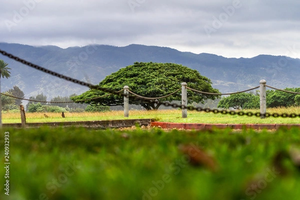 Fototapeta Lone tree in a vast green lawn at Haleiwa Beach Park, North Shore, Haleiwa, Hawaii, Island of Oahu in a cloud day.