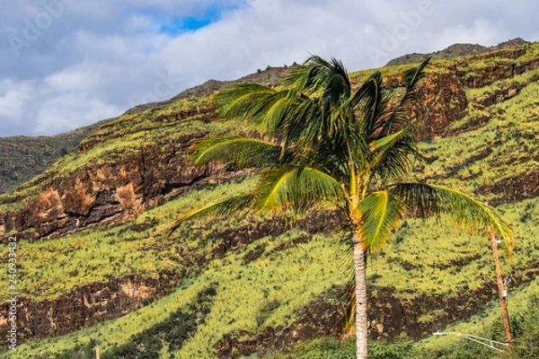 Fototapeta Beautiful green palm tree in contrast to a volcanic formation mountain on the west side of oahu island, on makaha beach, hawaii