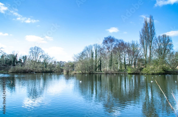 Obraz lake in the forest