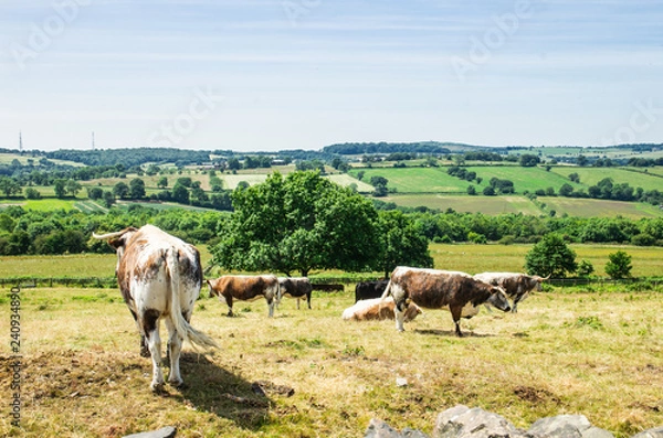 Fototapeta herd of cows on pasture