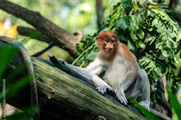 Fototapeta Female proboscis monkey sitting on a tree trunk