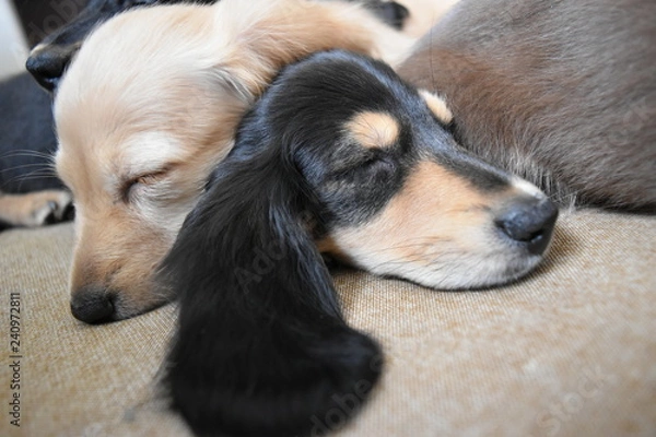 Obraz 昼寝するミニチュアダックスの子犬