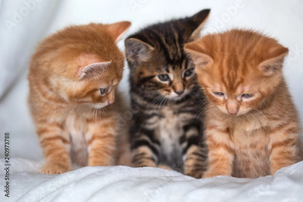 Obraz Trio de chatons