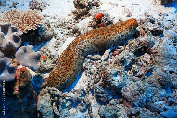 Fototapeta Leopard sea cucumber
