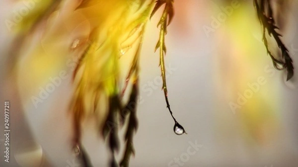 Obraz rain flower tree