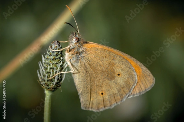 Obraz Browneyed coconut folder