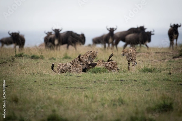 Obraz Cheetahs attacking wildebeest