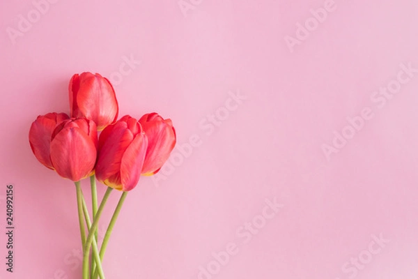 Fototapeta Floral frame with red tulips on a pink background. Flat lay, top view