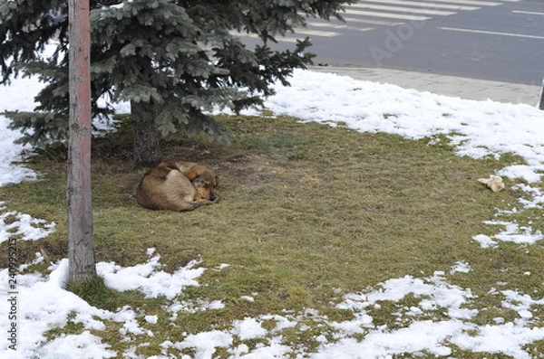 Obraz dog sleeping under the tree in a cold day