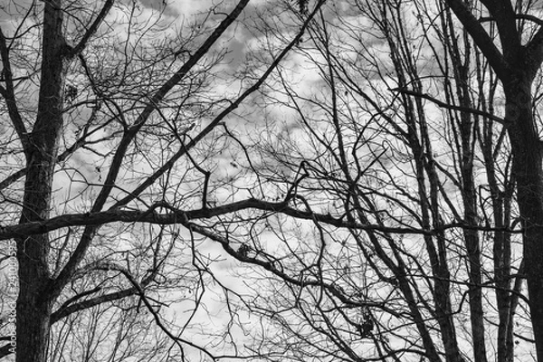 Obraz Winter sky clouds trees B&W