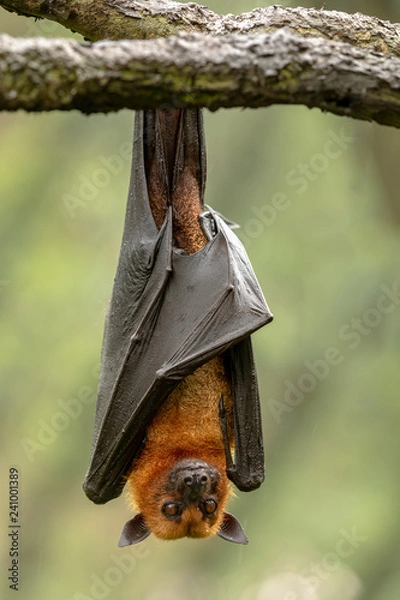 Fototapeta Large Malayan flying fox, Pteropus vampyrus, bat hanging from a branch.