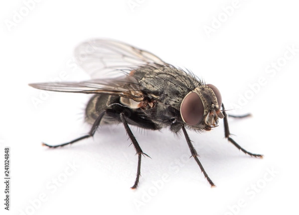 Fototapeta fly isolated on a white