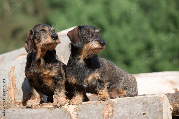 Obraz Rauhaardeckel auf Baumstämmen