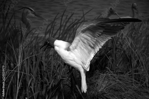 Fototapeta A bird in flight