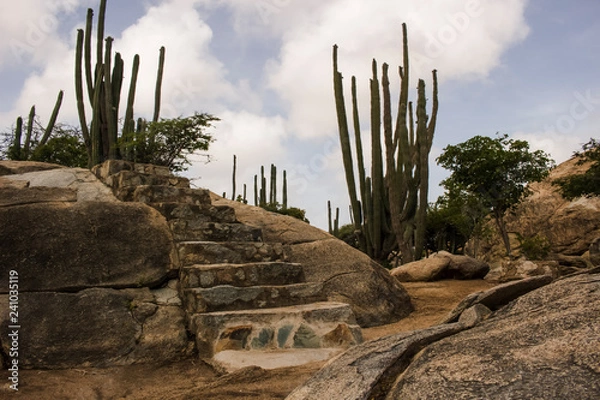 Obraz cactus in desert