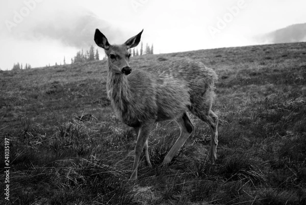 Obraz A deer on alert