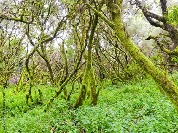 Fototapeta Laurel forest in fog, El Hierro, Canary Islands, Spain