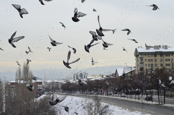 Obraz flying pigeons in winter wind
