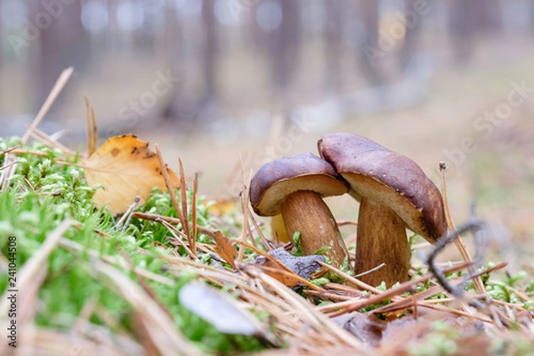 Fototapeta Grzybobranie