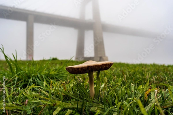Obraz mushroom under the bridge
