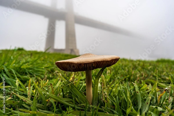 Obraz mushroom in the grass