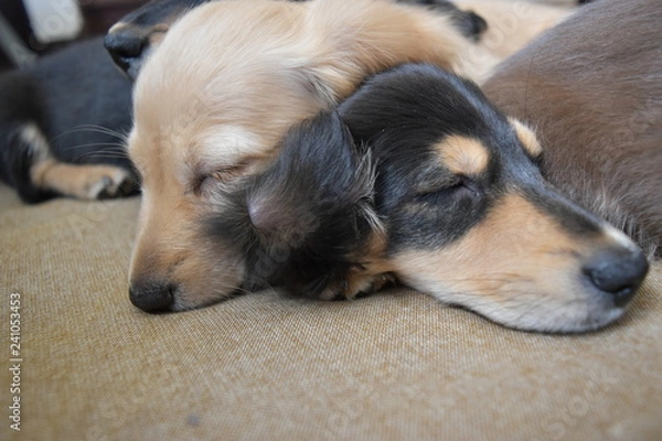 Obraz お昼寝するミニチュアダックス