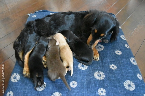 Obraz 授乳中のミニチュアダックスフンド