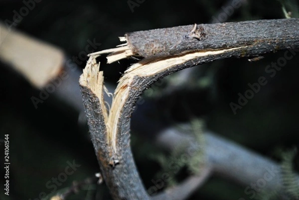 Fototapeta A broken branch