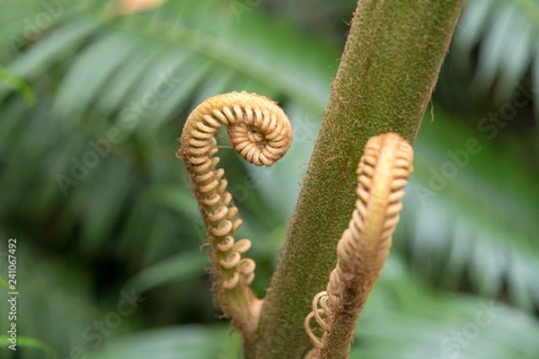 Fototapeta A fern tree unfurls new leafs