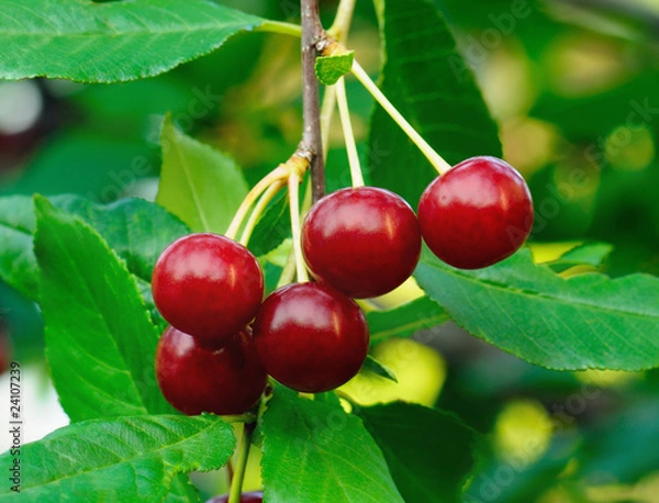 Fototapeta Cherry Tree