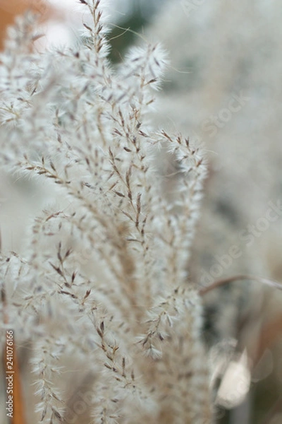 Fototapeta ふわふわ