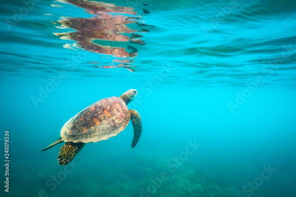 Obraz Green sea turtle swimming at Fitzroy Island
