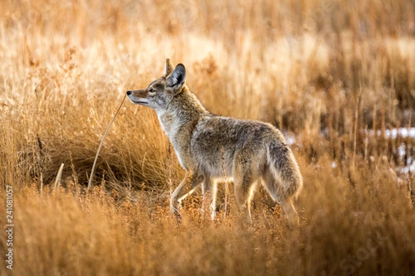 Fototapeta Wild coyote hunting in a grassy field in the winter