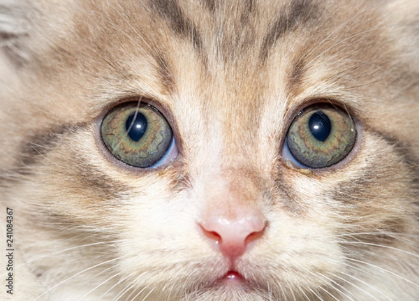 Obraz Portrait of a little kitten