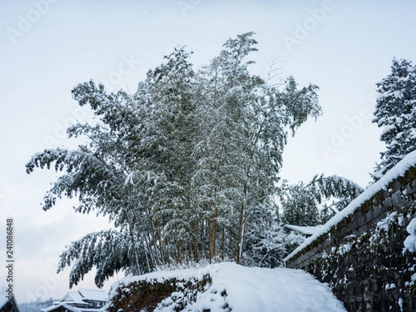 Fototapeta 雪の竹藪
