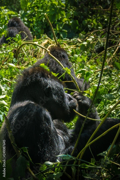 Obraz Silverback gorilla in the jungle of the Democratic Republic of the Congo.