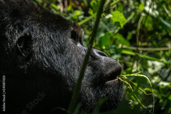 Obraz Silverback gorilla in the jungle of the Democratic Republic of the Congo.