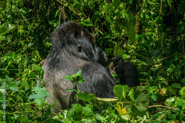 Obraz Silverback gorilla in the jungle of the Democratic Republic of the Congo.