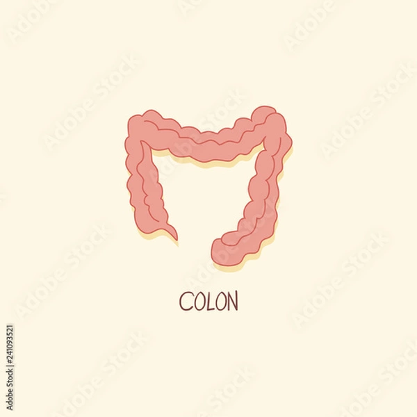 Obraz Colon Digestive System Organ Vector Illustration