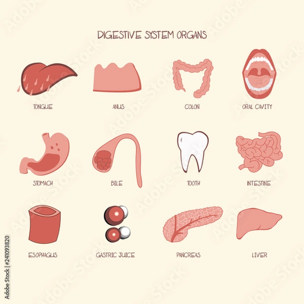 Obraz Digestive System Organ Vector Illustration