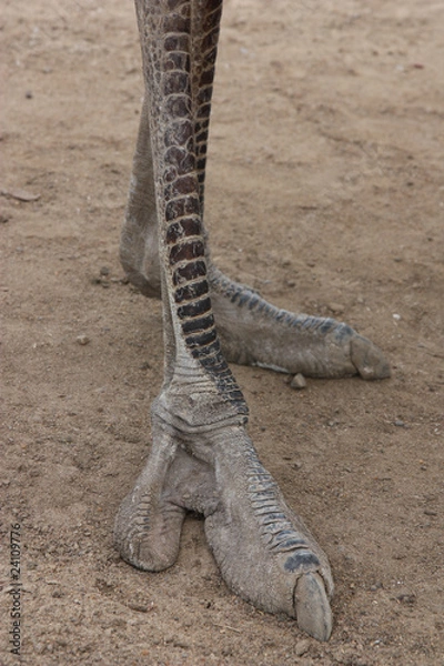 Obraz ostrich foot