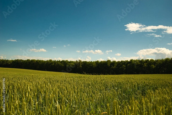 Obraz young wheat field