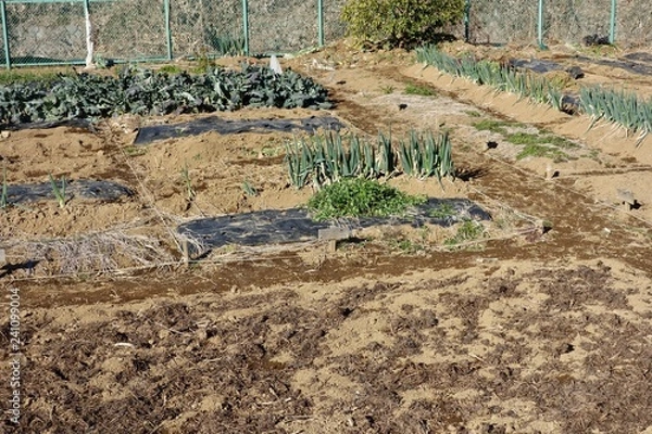 Fototapeta 冬の菜園