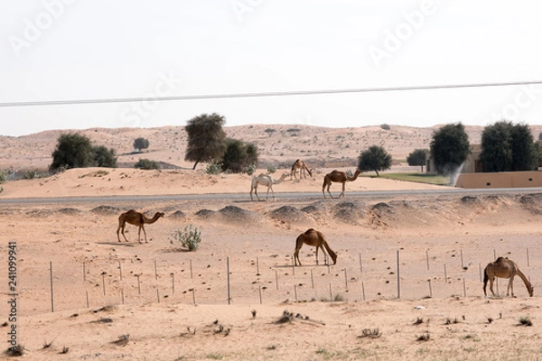 Obraz Camels