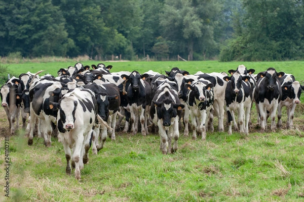 Obraz Troupeau de vaches laitières de race Holstein