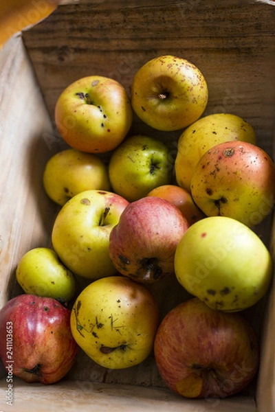 Fototapeta horizontal image with detail of a small wooden wheelbarrow full of freshly picked apples