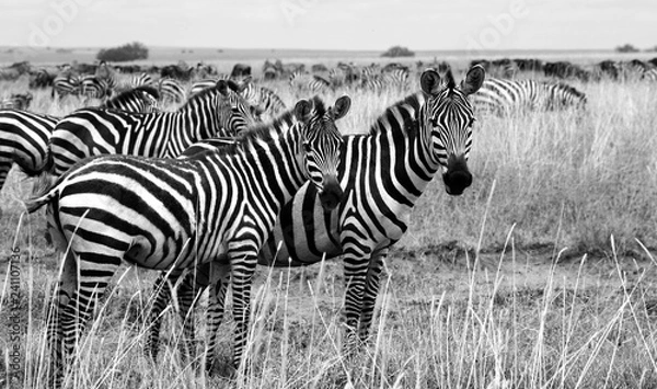 Fototapeta Zebras